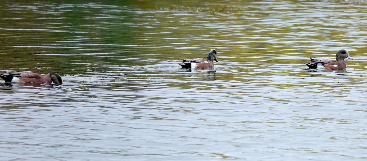 American Wigeon - ML383671091