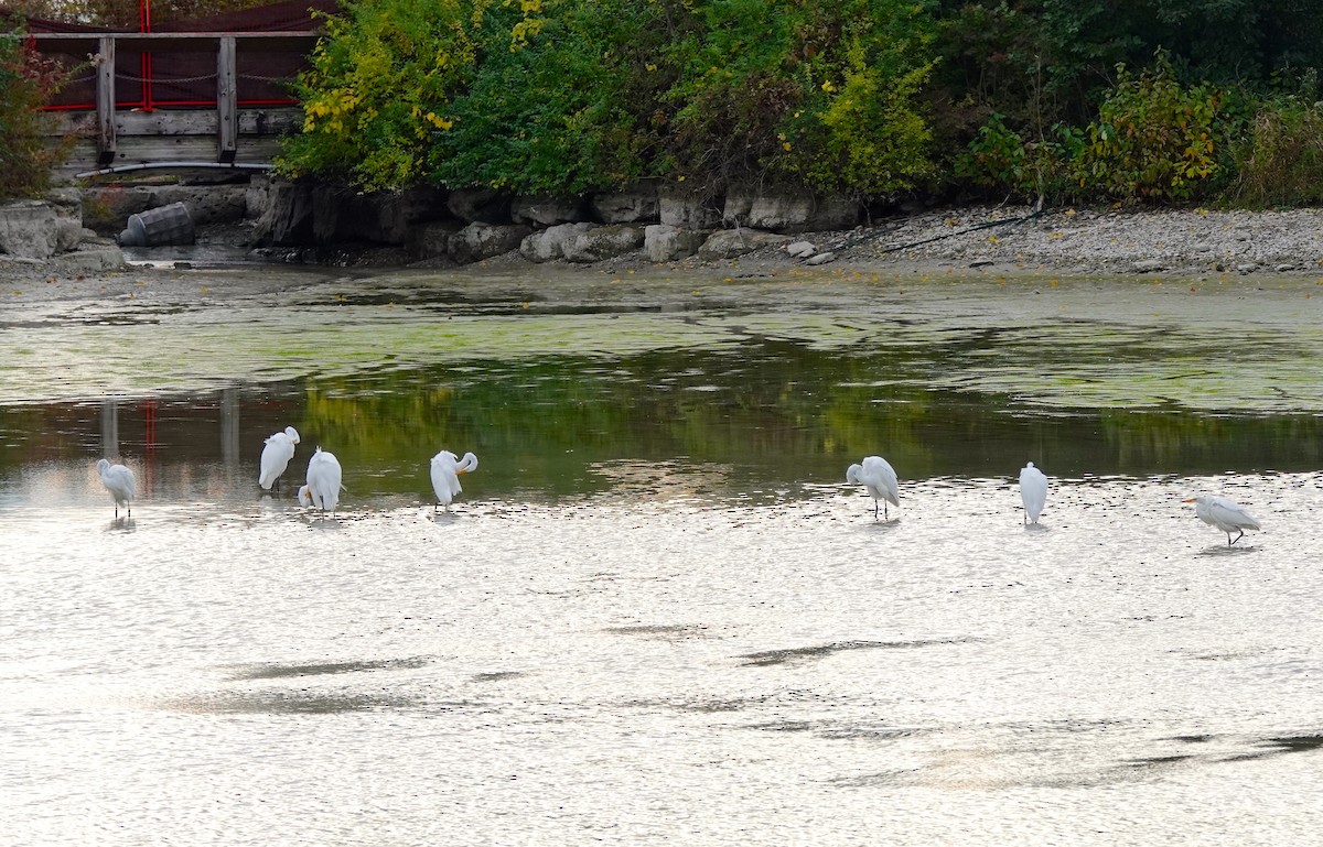 Great Egret - ML383672041