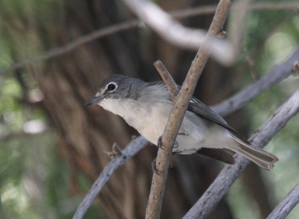 Vireo Plomizo - ML38367331