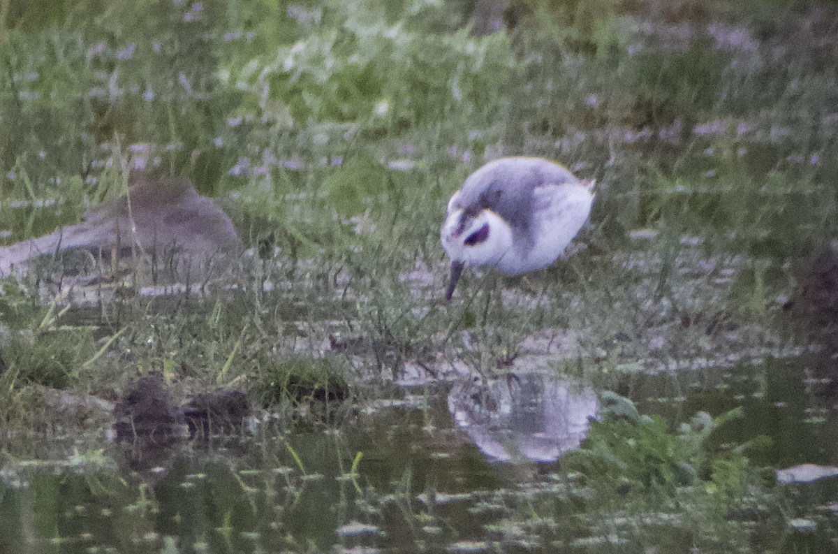 polarsvømmesnipe - ML383675801