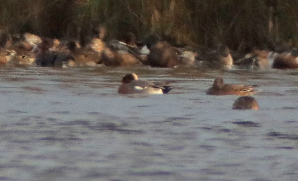 Eurasian Wigeon - ML383675861