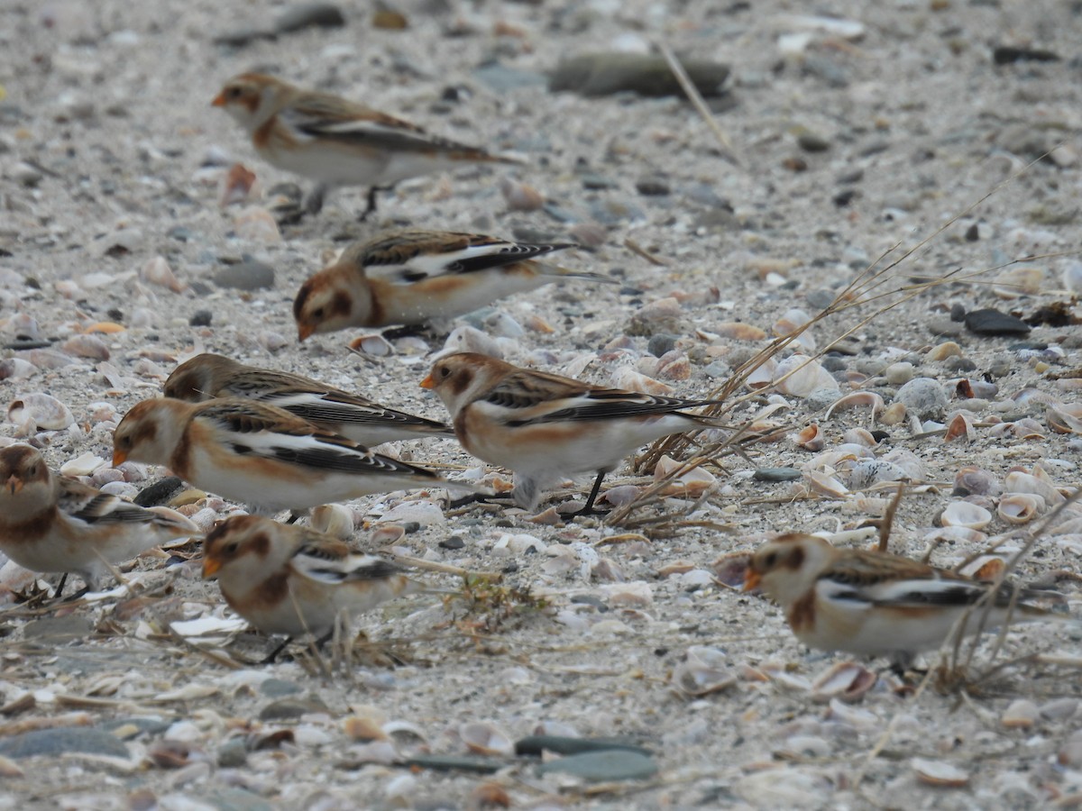 Snow Bunting - ML383675931