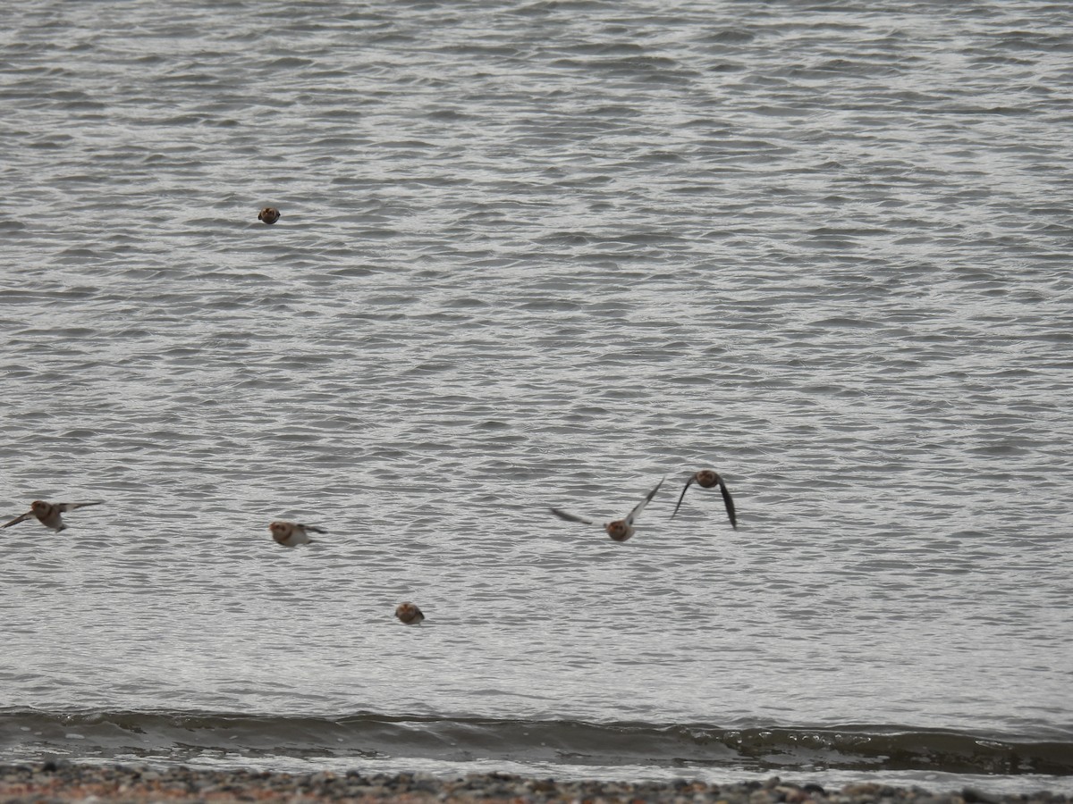 Snow Bunting - ML383676081