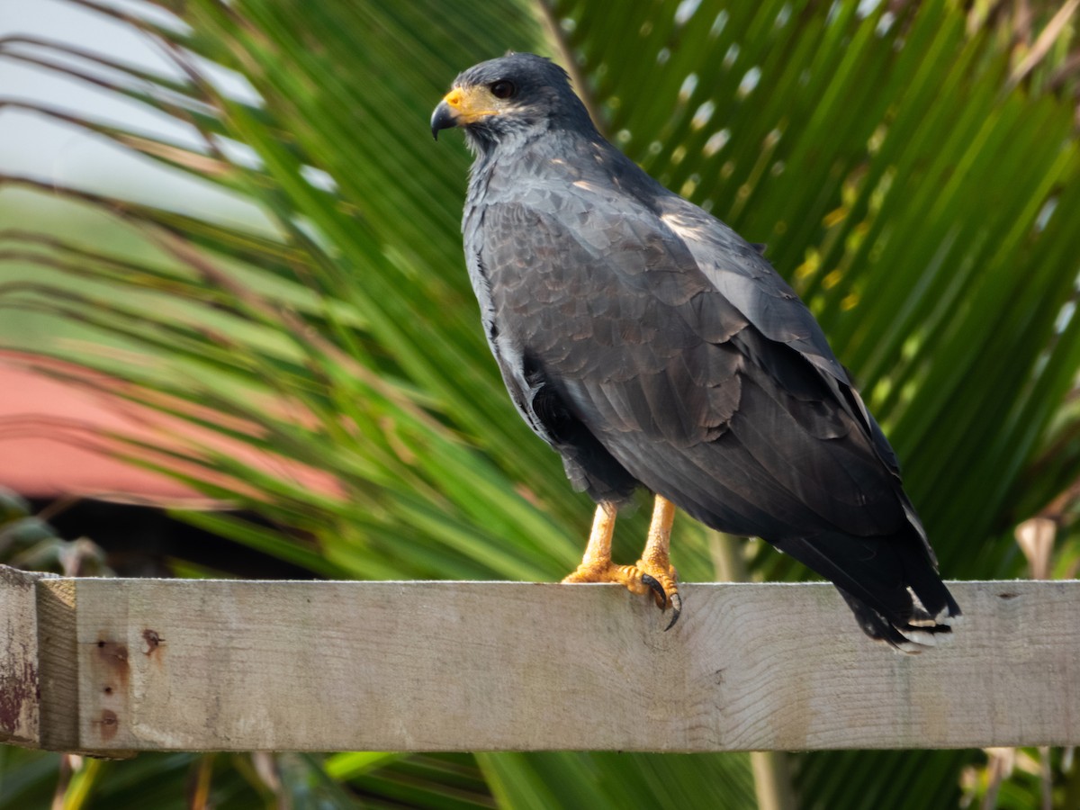 Common Black Hawk - ML383676421