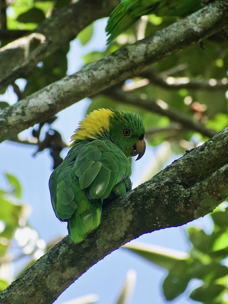 Yellow-naped Amazon - Roberto Jovel