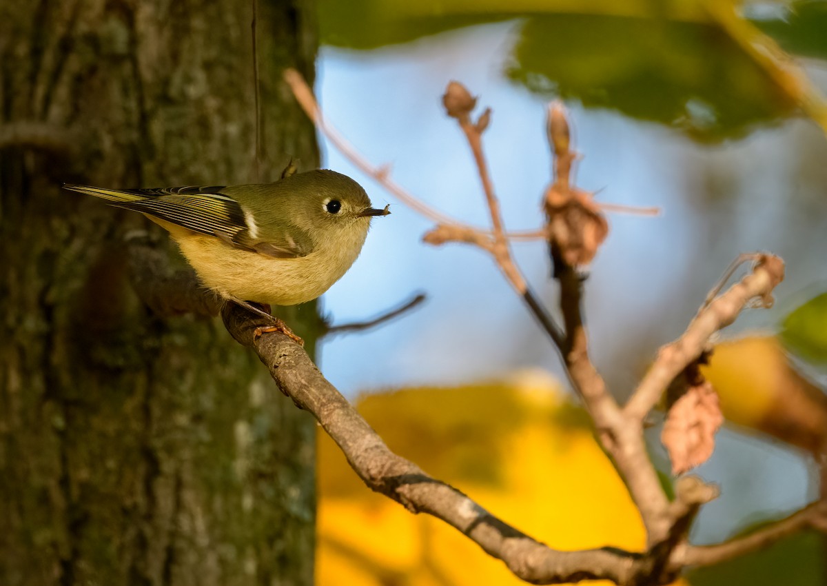 Ruby-crowned Kinglet - Cynthia Carlson