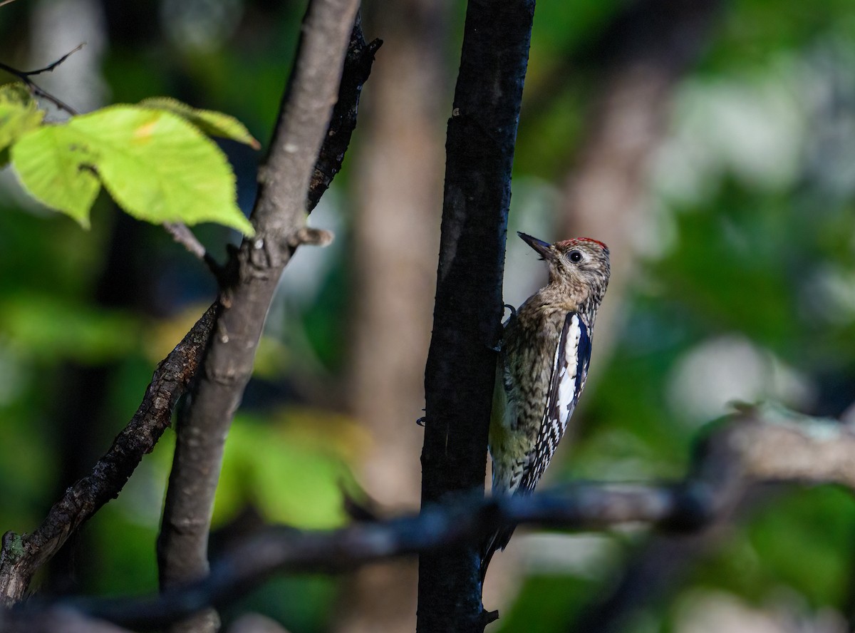 Yellow-bellied Sapsucker - Cynthia Carlson