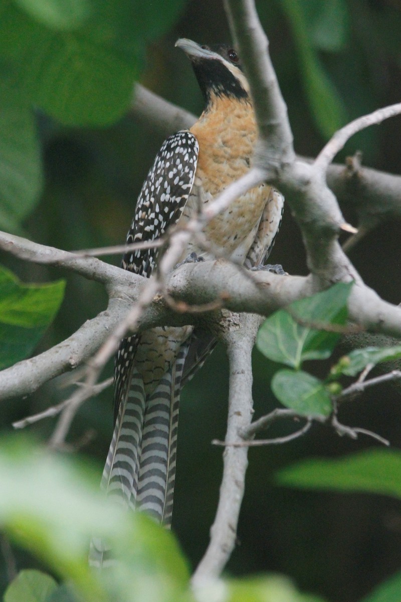 Pacific Koel - ML383677091