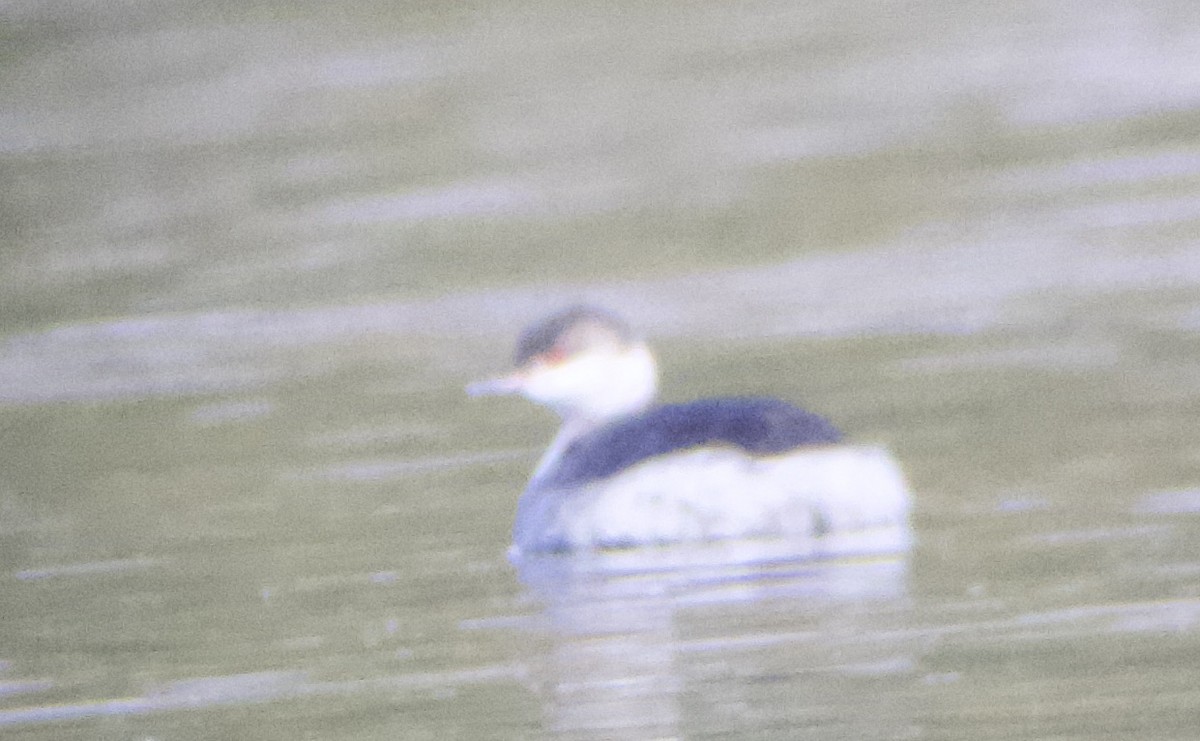 Eared Grebe - Tom Wnuk