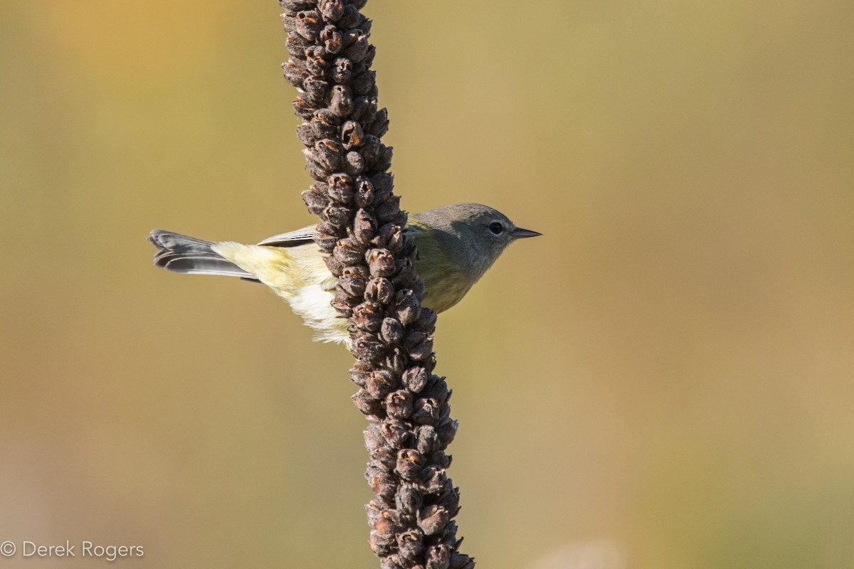 Orange-crowned Warbler - ML38367801