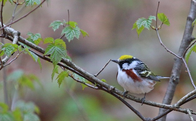 Paruline à flancs marron - ML38367831