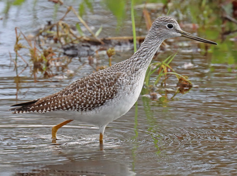 Greater Yellowlegs - ML383678741