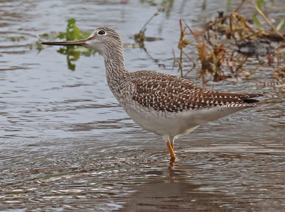 Greater Yellowlegs - Corey Finger