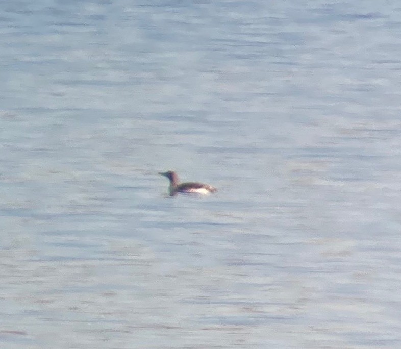 Red-throated Loon - Donna Stumpp