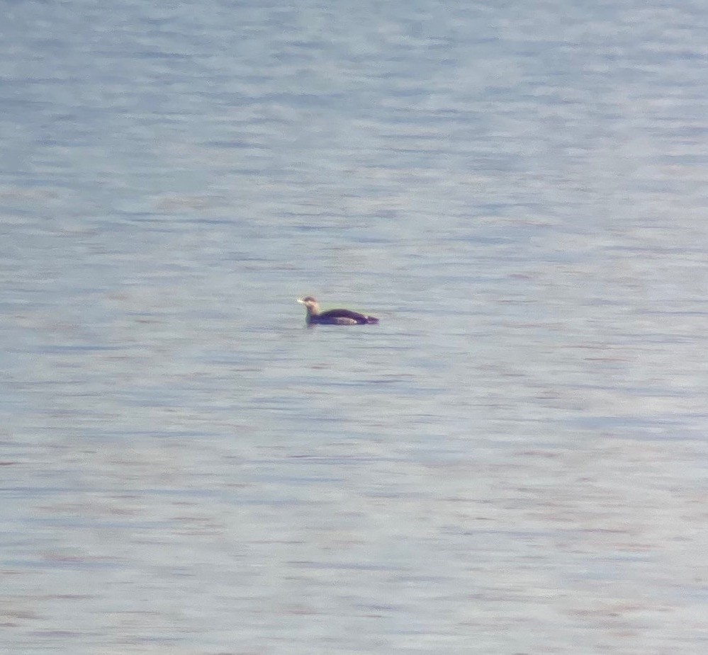 Red-throated Loon - Donna Stumpp