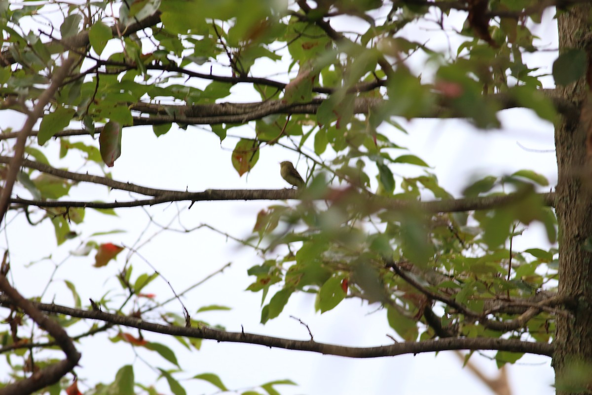 Yellow-bellied Flycatcher - ML383680161