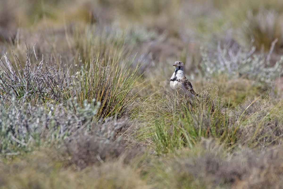 Least Seedsnipe - ML383680381