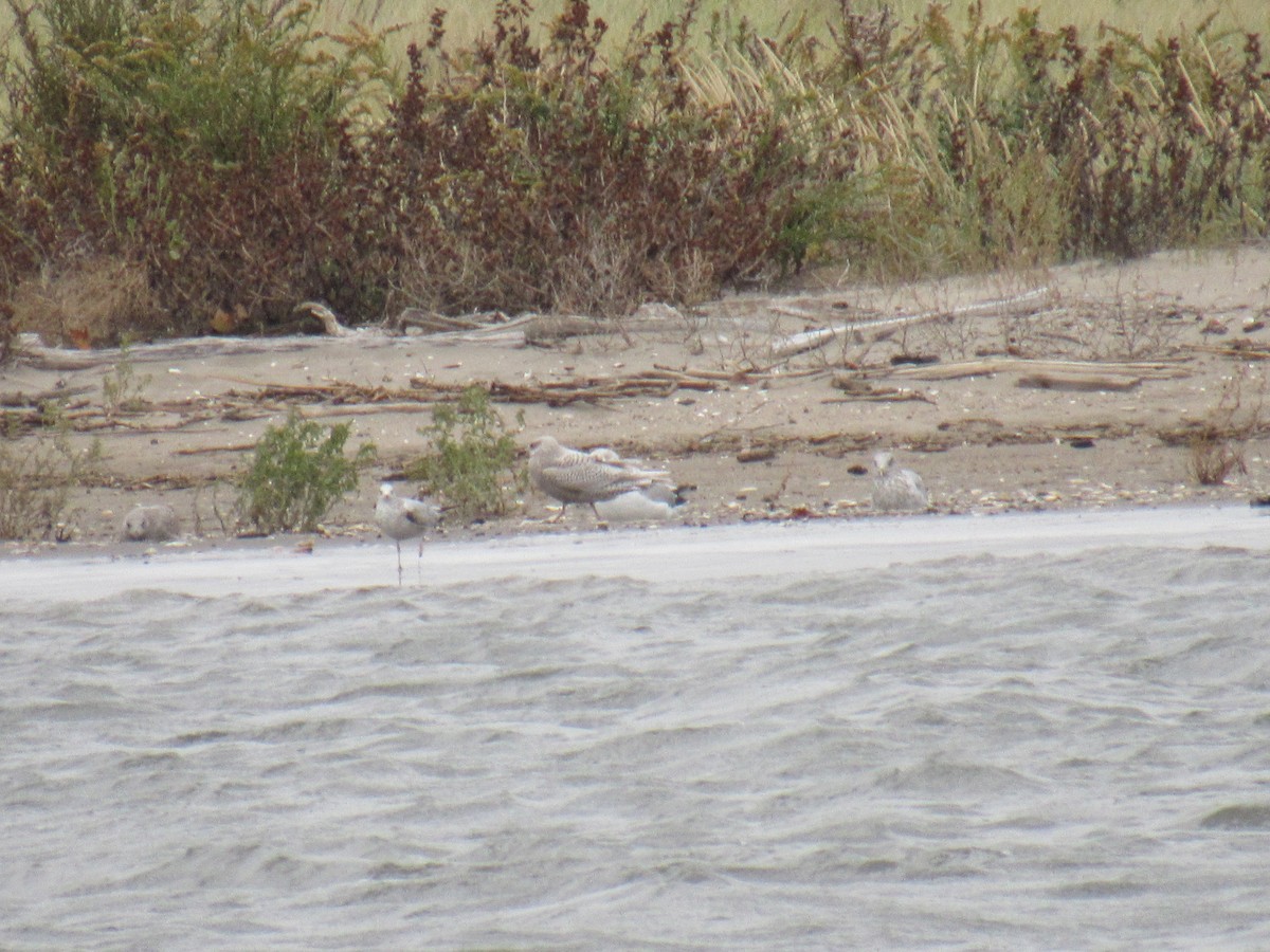 Iceland Gull - ML383680861