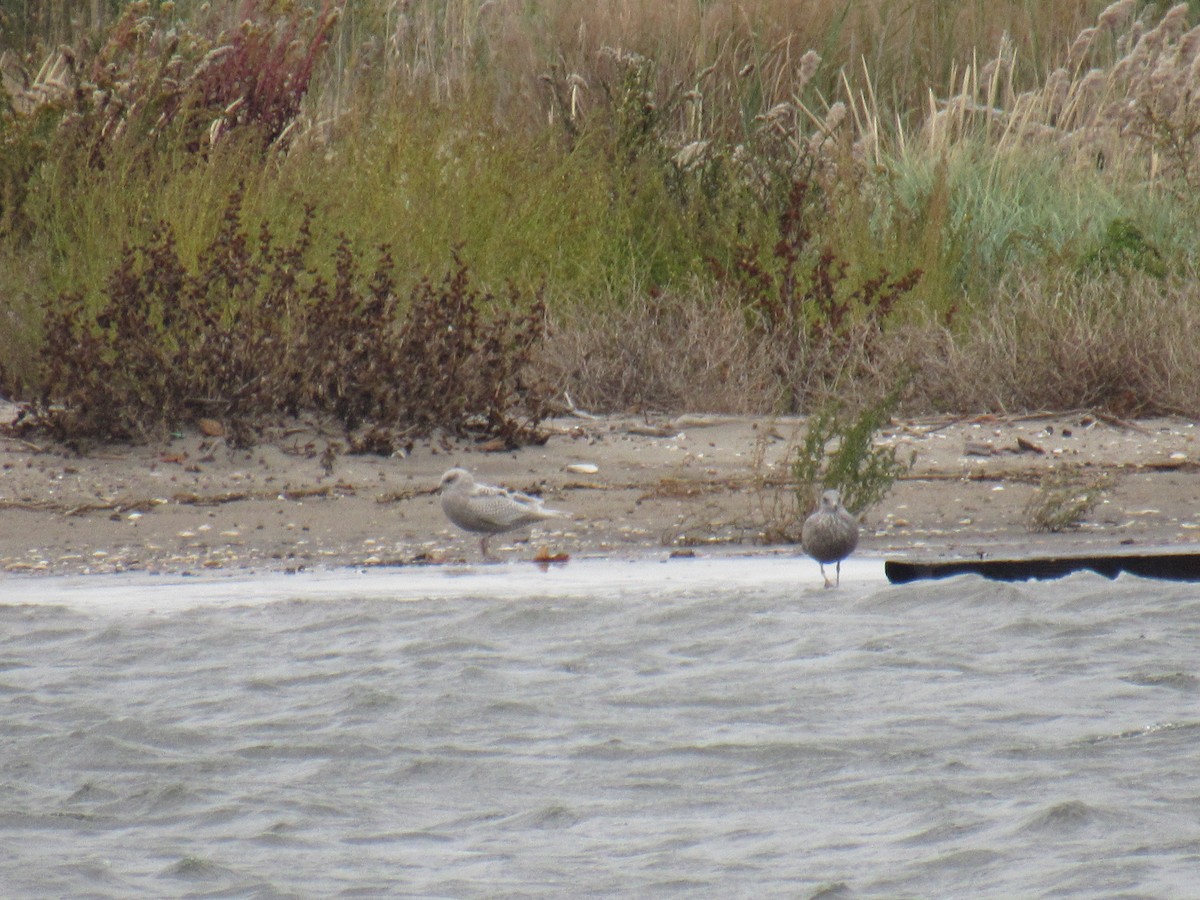 Iceland Gull - ML383680871