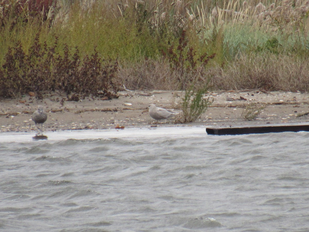 Iceland Gull - ML383680881