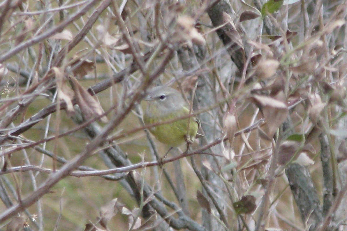 Orange-crowned Warbler - ML38368111