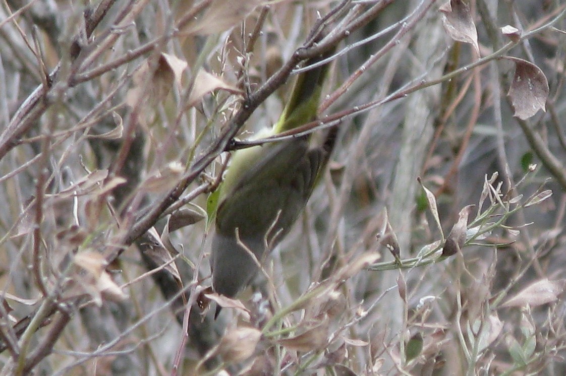 Orange-crowned Warbler - ML38368181