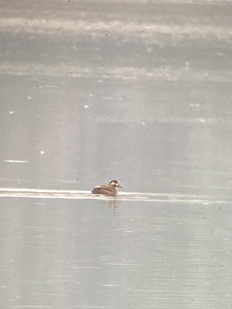 Surf Scoter - Terry  Little