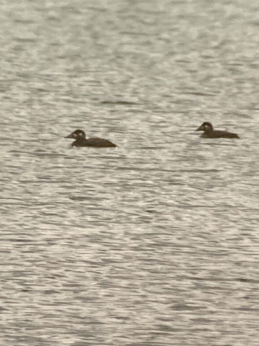 Surf Scoter - Terry  Little