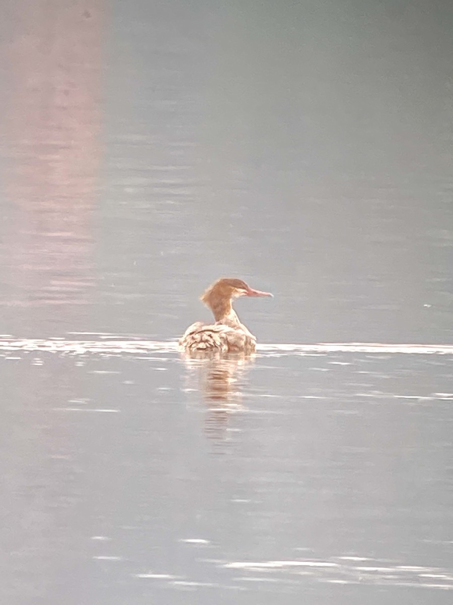 Common Merganser - ML383683191