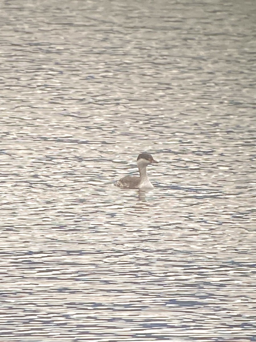 Horned Grebe - ML383683341