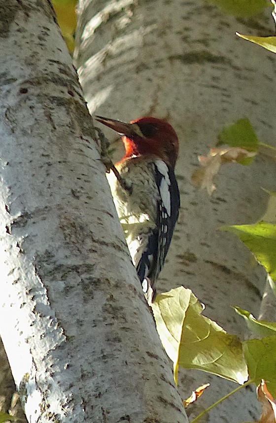 Red-breasted Sapsucker - ML383683381