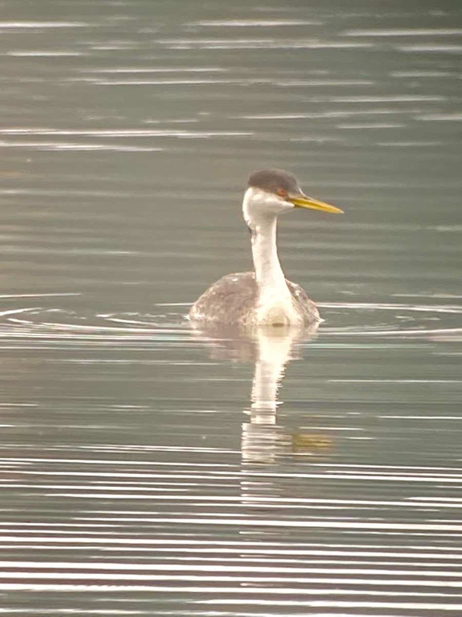 Western Grebe - Terry  Little