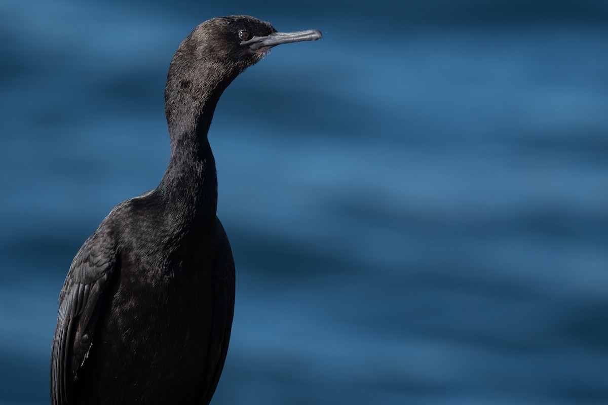 Pelagic Cormorant - Ben Lucking