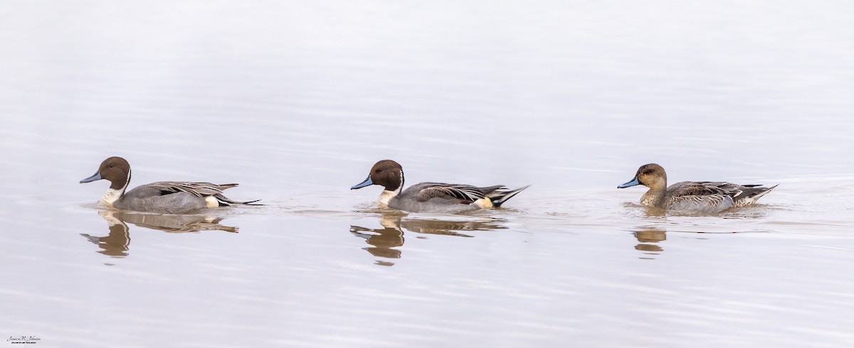 Northern Pintail - James Johnston