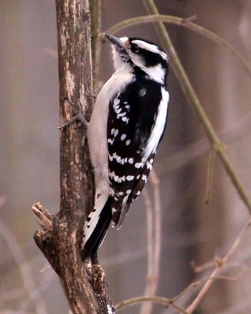 Downy Woodpecker - ML383685791