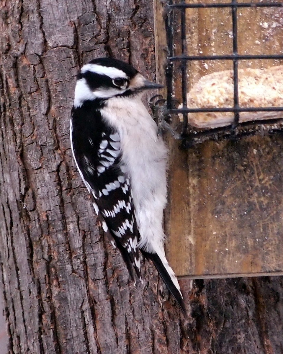 Downy Woodpecker - ML383685861