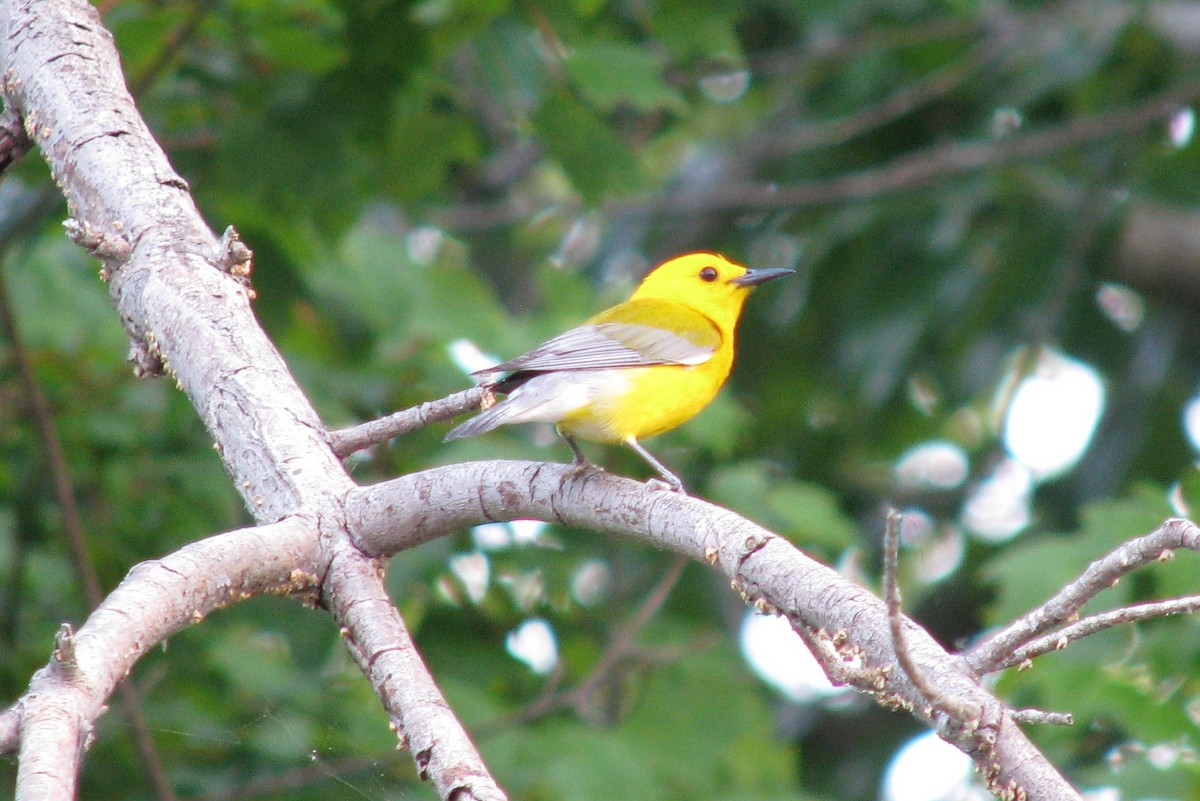 Prothonotary Warbler - Jeff Culler