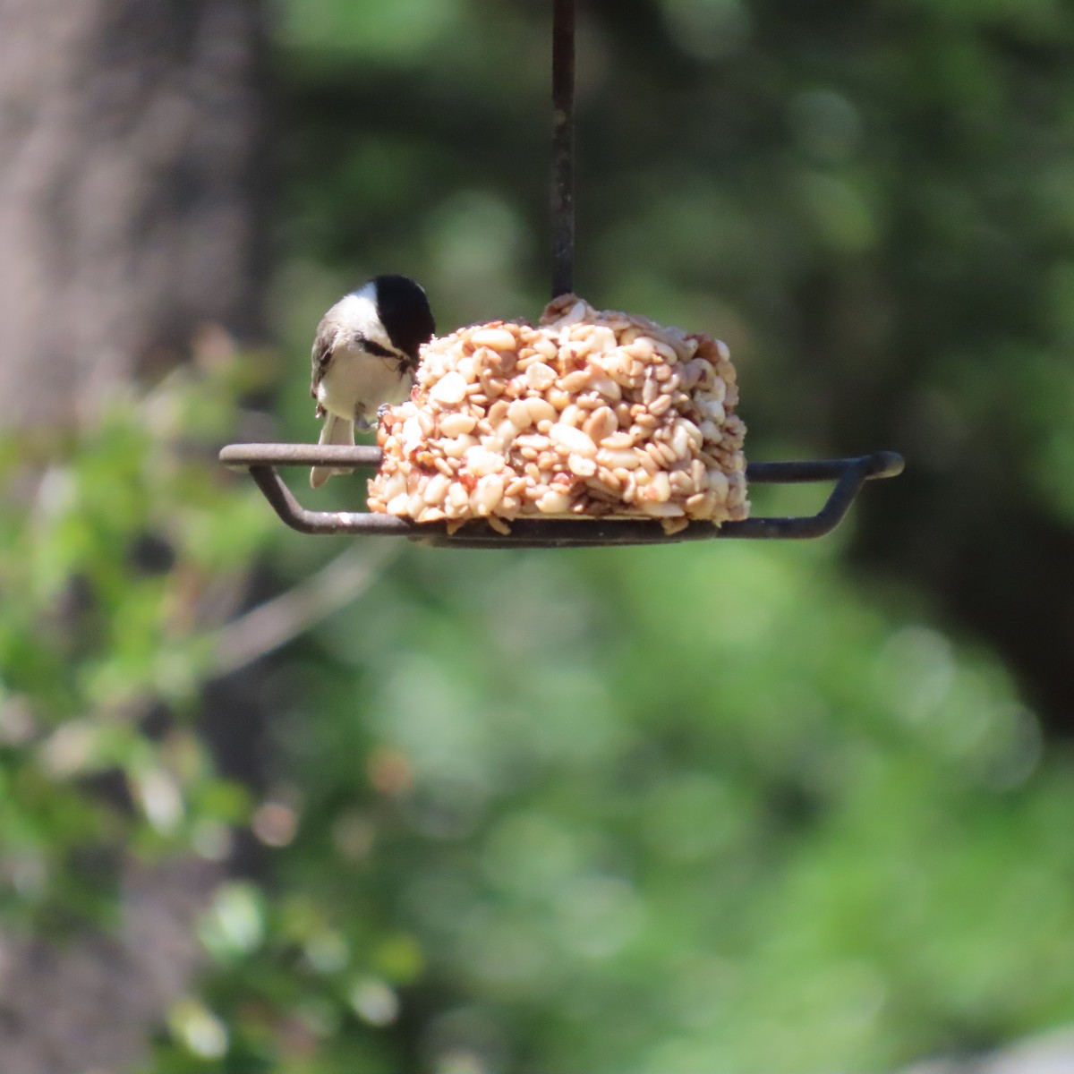 Carolina Chickadee - ML383687071