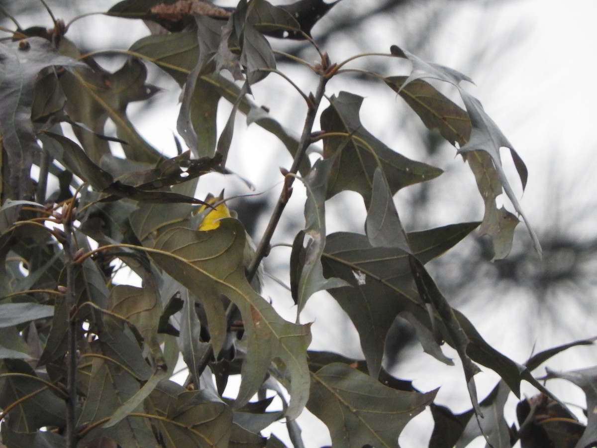 Blackburnian Warbler - ML383687991