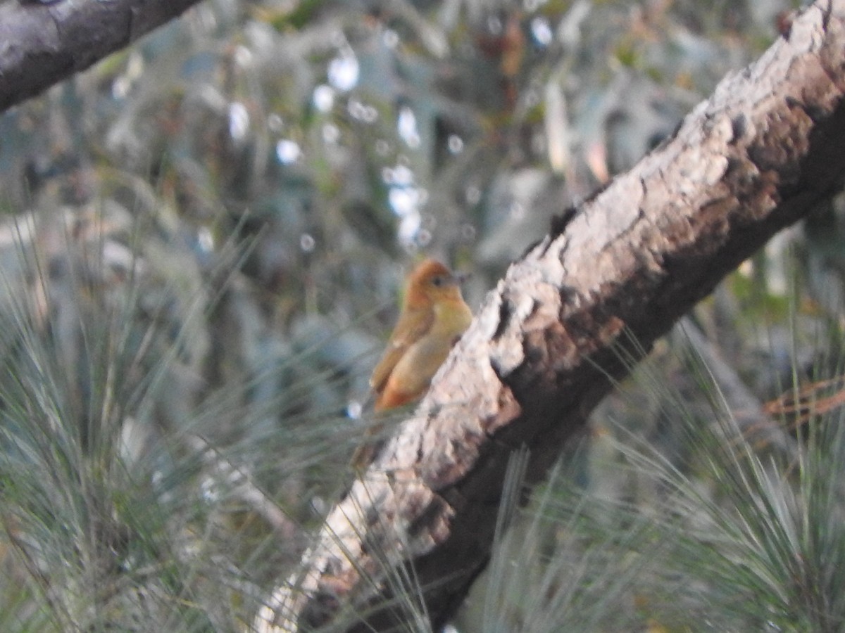 Summer Tanager - ML383688021