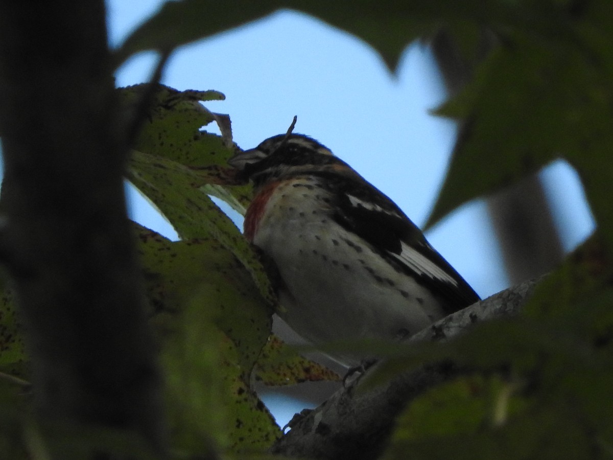 Rose-breasted Grosbeak - ML383688051