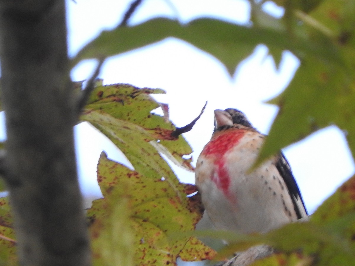 Rose-breasted Grosbeak - ML383688081