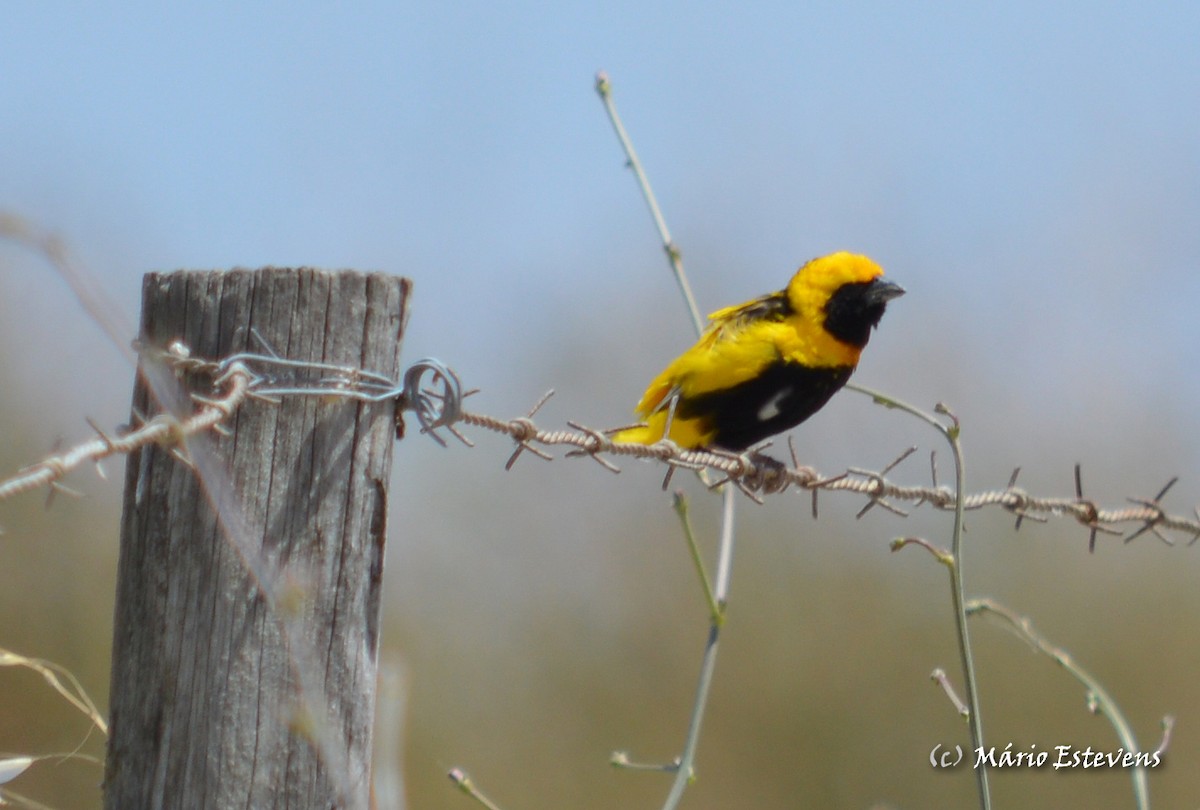 Yellow-crowned Bishop - Mário Estevens