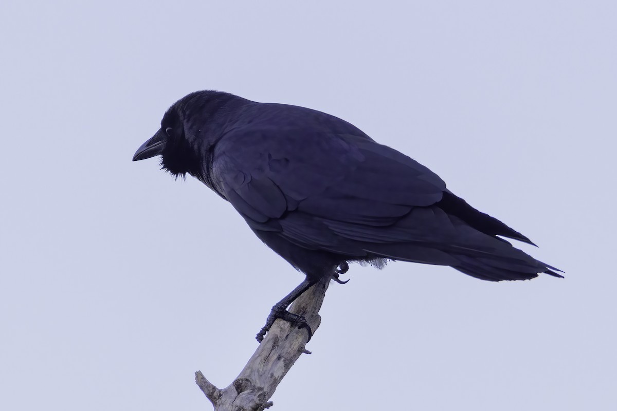 Fish Crow - ML383689771