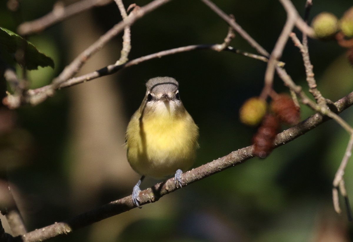 Philadelphia Vireo - ML383690361