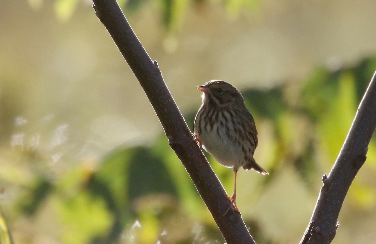 Savannah Sparrow (Savannah) - ML383690811