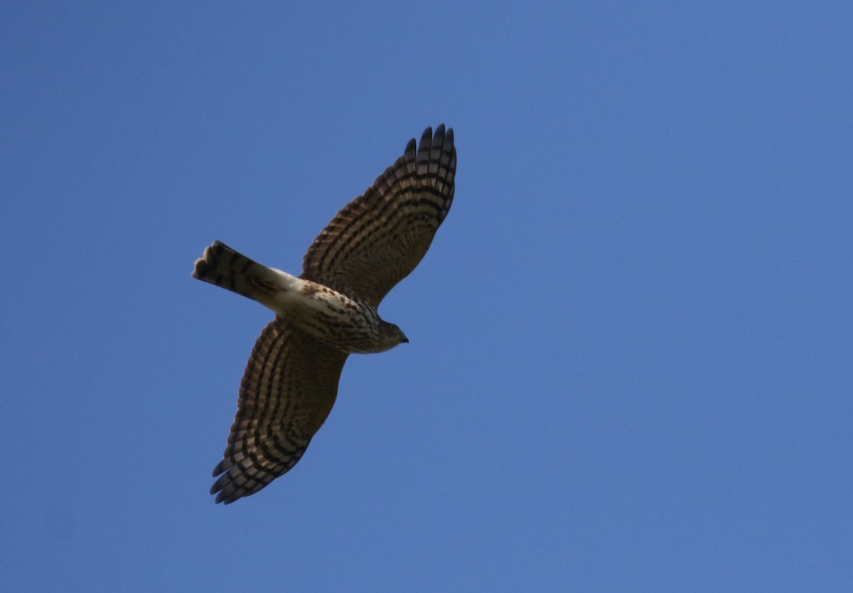 Sharp-shinned Hawk (Northern) - Jay McGowan