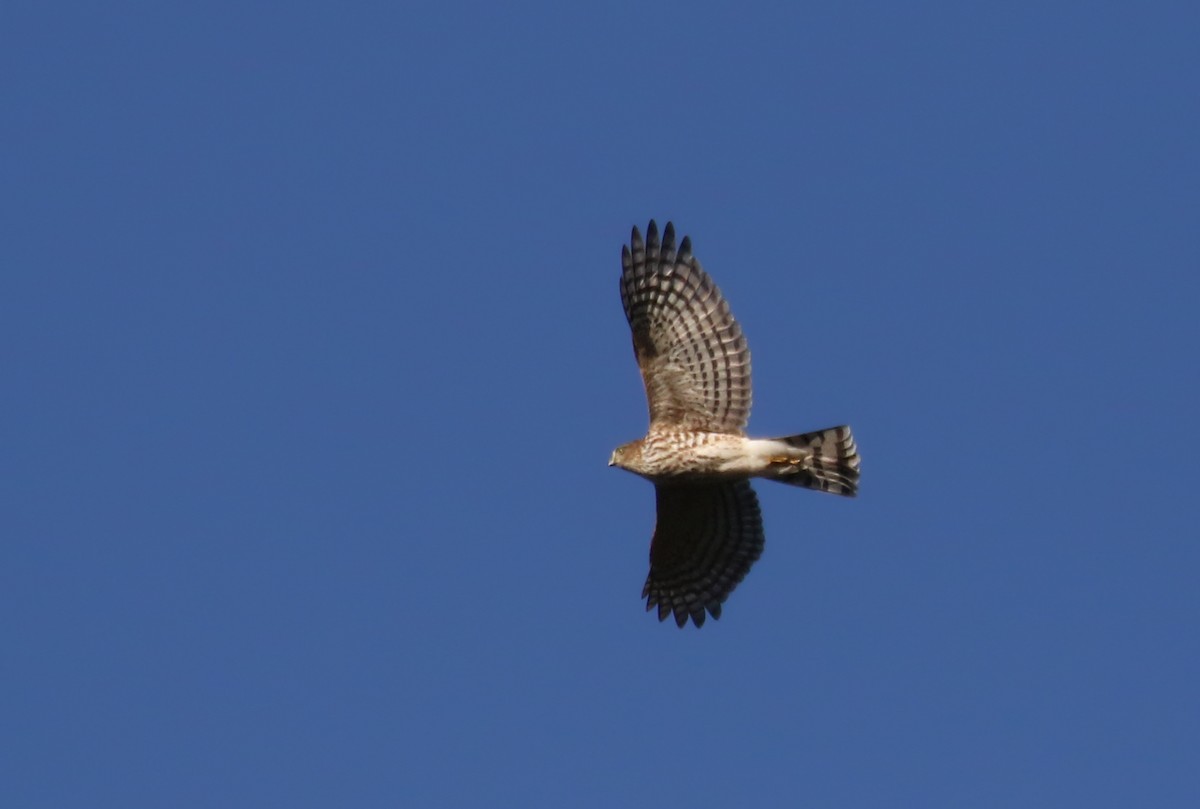 Sharp-shinned Hawk (Northern) - Jay McGowan