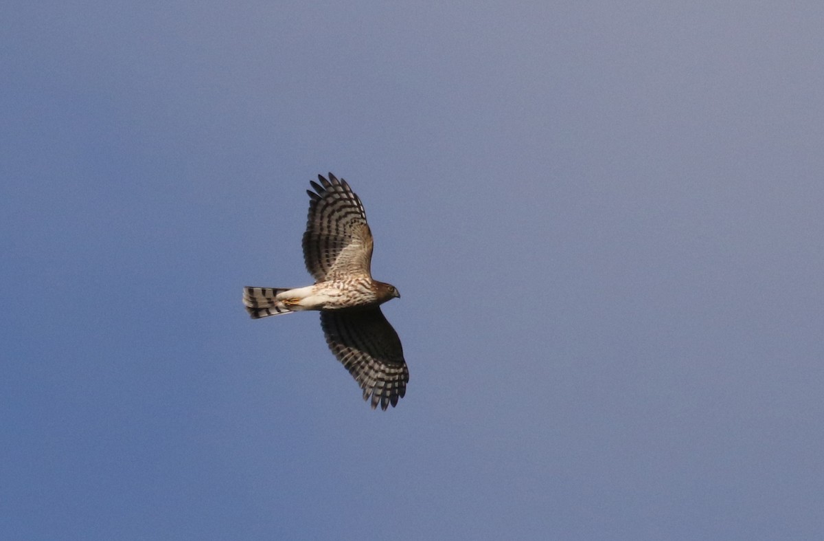 Sharp-shinned Hawk (Northern) - Jay McGowan