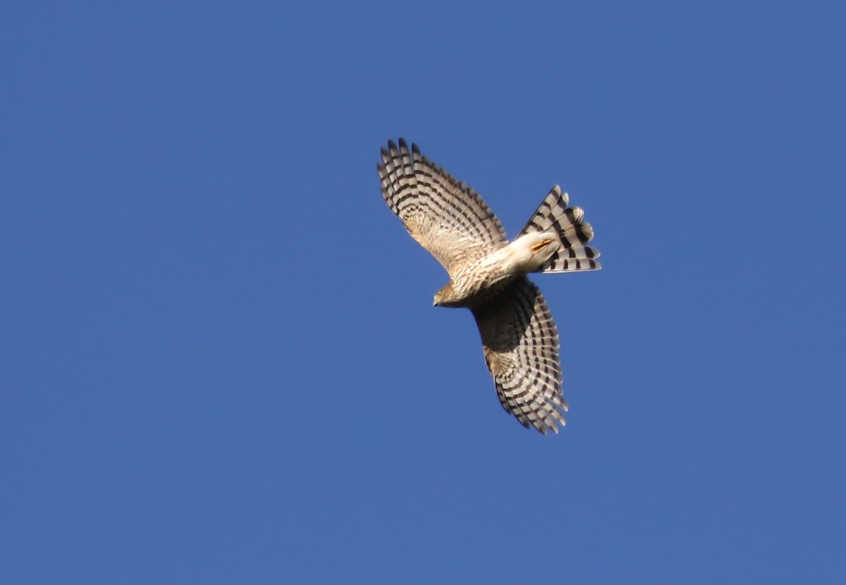 Sharp-shinned Hawk (Northern) - Jay McGowan